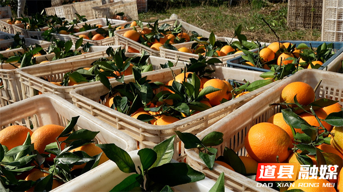 道县：道州脐橙迎来最佳赏味期 生态种植铺就“黄金”致富路7_副本.jpg