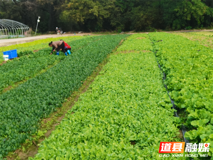 道县东门街道：大棚劳作忙 蔬菜助增收2_副本.png