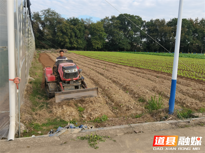 道县东门街道：大棚劳作忙 蔬菜助增收3_副本.png