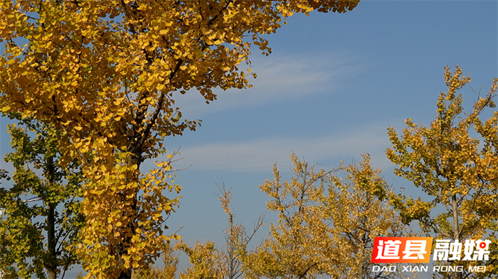 道县:一路银杏一路金 公路如画卷初冬5_副本.png
