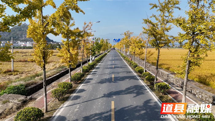 道县:一路银杏一路金 公路如画卷初冬2_副本.png
