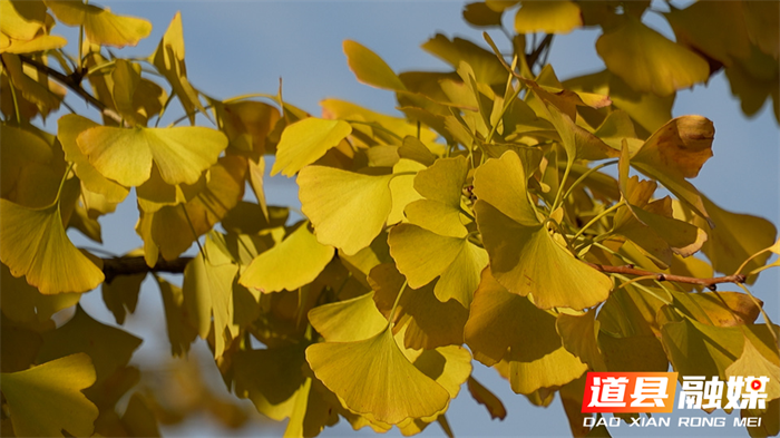 道县:一路银杏一路金 公路如画卷初冬8_副本.png