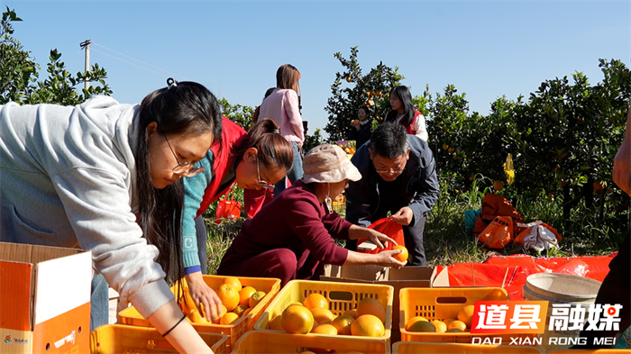 道县政协开展脐橙产业调研与助农帮扶活动3_副本.png