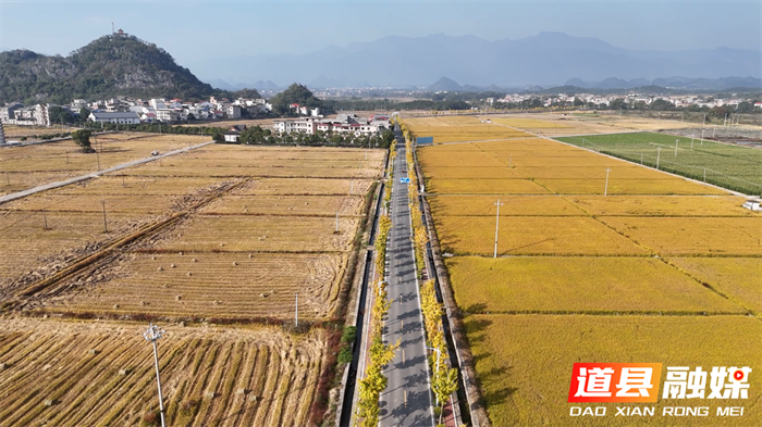 道县:一路银杏一路金 公路如画卷初冬4_副本.png