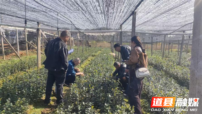 省林业局现场查验评价小组赴道县检查种苗质量2_副本.png