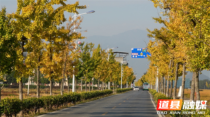 道县:一路银杏一路金 公路如画卷初冬1_副本.png