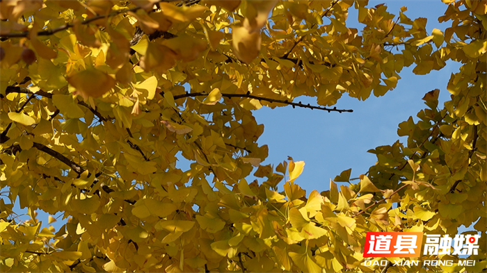 道县:一路银杏一路金 公路如画卷初冬6_副本.png