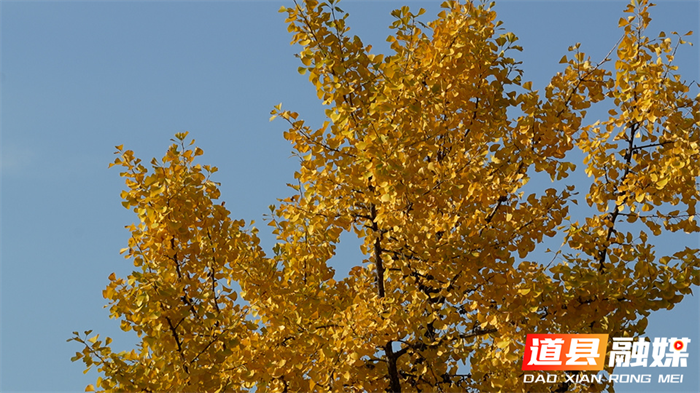 道县:一路银杏一路金 公路如画卷初冬7_副本.png