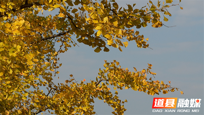 道县:一路银杏一路金 公路如画卷初冬3_副本.png