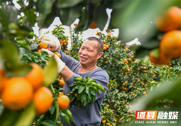 湖南道县:金秋沙糖桔喜获丰收2_副本.jpg