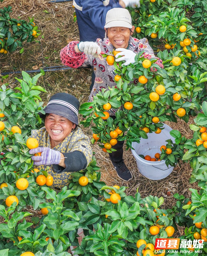 湖南道县:金秋沙糖桔喜获丰收5_副本.jpg