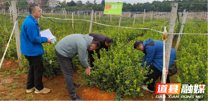 道县全过程监管造林苗木生产经营_副本.png 道县全过程监管造林苗木生产经营_副本.png