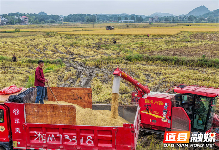 1107(组图新闻)道县:抢收晚稻 (1)8_副本.jpg