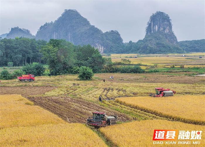 1107(组图新闻)道县:抢收晚稻 (1)1_副本.jpg