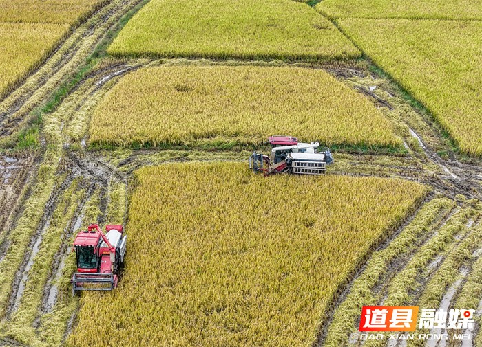 1107(组图新闻)道县:抢收晚稻 (1)5_副本.jpg