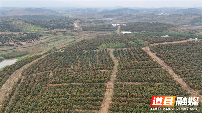 1107道县:金秋砂糖橘抢“鲜”上市 产销两旺客盈门011_副本.jpg 1107道县:金秋砂糖橘抢“鲜”上市 产销两旺客盈门011_副本.jpg