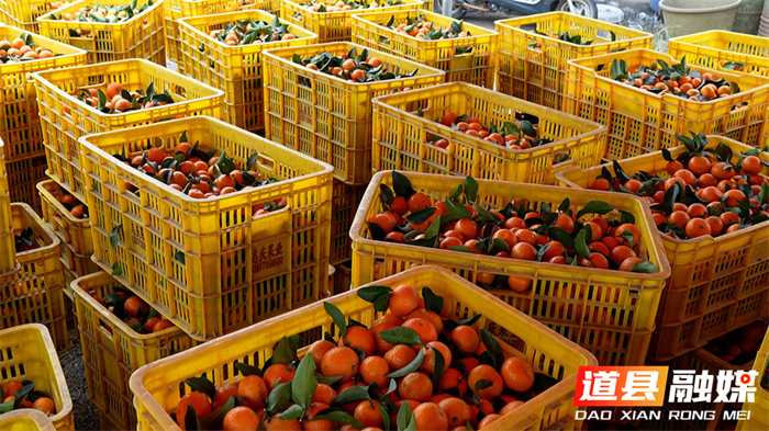 1107道县:金秋砂糖橘抢“鲜”上市 产销两旺客盈门015_副本.jpg 1107道县:金秋砂糖橘抢“鲜”上市 产销两旺客盈门015_副本.jpg