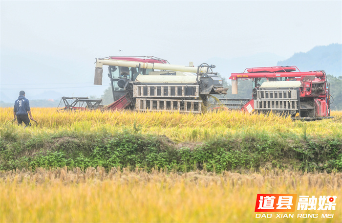 1107(组图新闻)道县:抢收晚稻 (1)3_副本.jpg