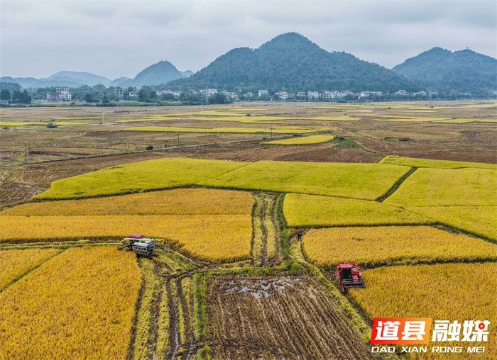 1107(组图新闻)道县:抢收晚稻 (1)7_副本.jpg