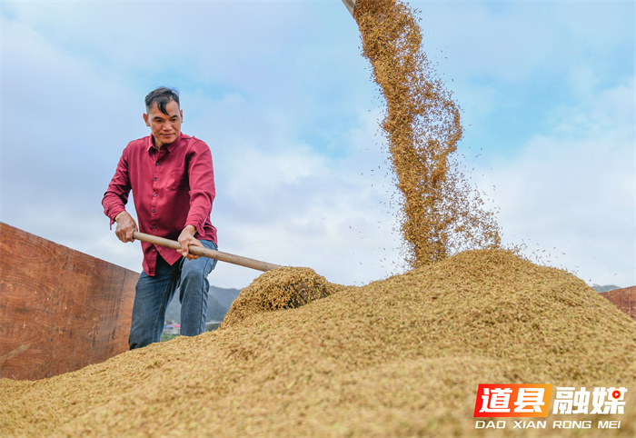 1107(组图新闻)道县:抢收晚稻 (1)2_副本.jpg