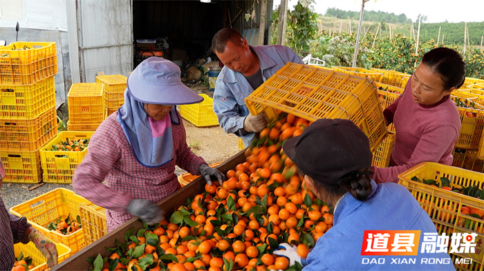 1107道县:金秋砂糖橘抢“鲜”上市 产销两旺客盈门014_副本.jpg 1107道县:金秋砂糖橘抢“鲜”上市 产销两旺客盈门014_副本.jpg