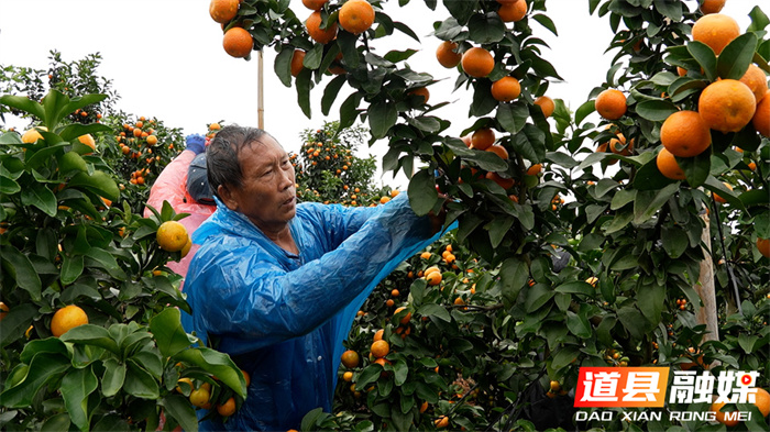 1107道县:金秋砂糖橘抢“鲜”上市 产销两旺客盈门012_副本.jpg 1107道县:金秋砂糖橘抢“鲜”上市 产销两旺客盈门012_副本.jpg