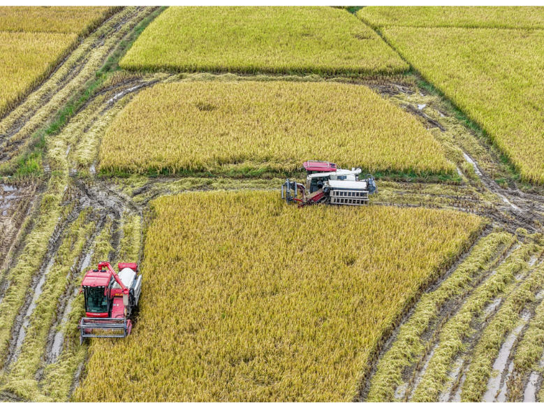 道县：抢收晚稻