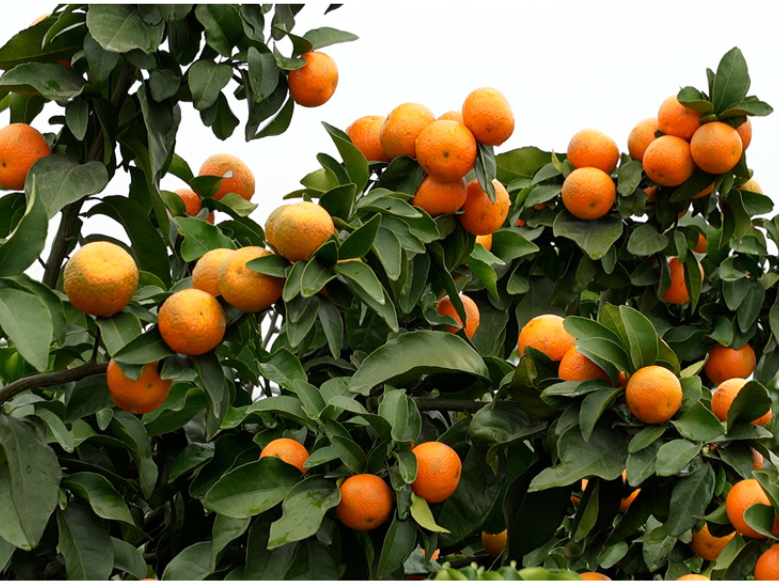 道县：金秋砂糖橘抢“鲜”上市   产销两旺客盈门