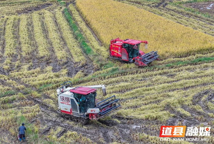 1107(组图新闻)道县:抢收晚稻 (1)6_副本.jpg