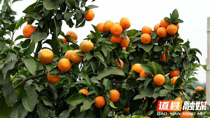 1107道县:金秋砂糖橘抢“鲜”上市 产销两旺客盈门013_副本.jpg 1107道县:金秋砂糖橘抢“鲜”上市 产销两旺客盈门013_副本.jpg