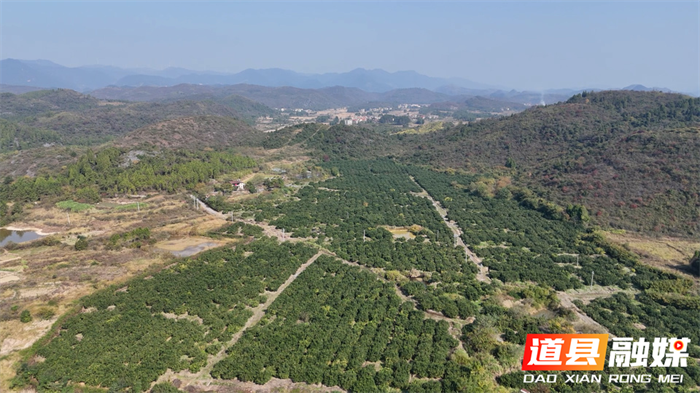 道县：沙田柚喜获丰收 生态种植赢来“回头客”1_副本.png