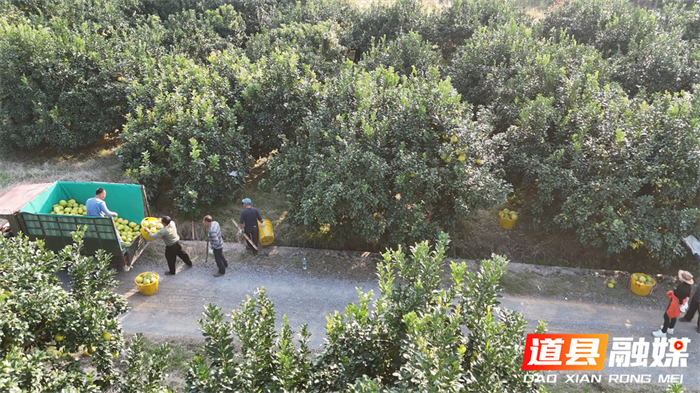 道县：沙田柚喜获丰收 生态种植赢来“回头客”3_副本.png