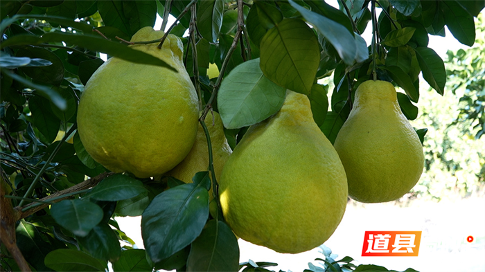 道县：沙田柚喜获丰收 生态种植赢来“回头客”4_副本.png