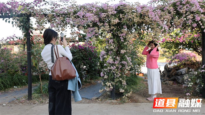 道县:三角梅墙成网红打卡地 乡村“花经济”绽放新活力1_副本.png 道县:三角梅墙成网红打卡地 乡村“花经济”绽放新活力1_副本.png