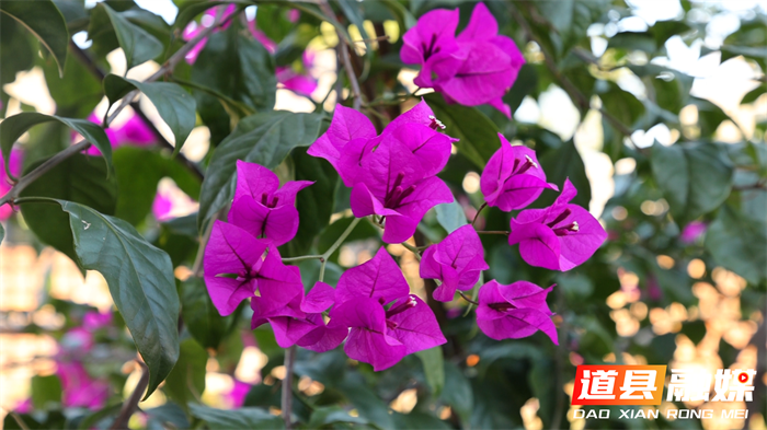 道县:三角梅墙成网红打卡地 乡村“花经济”绽放新活力3_副本.png 道县:三角梅墙成网红打卡地 乡村“花经济”绽放新活力3_副本.png