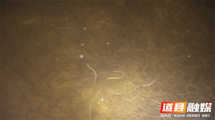 道县:鳗鱼“游”出致富路2_副本.png 道县:鳗鱼“游”出致富路2_副本.png