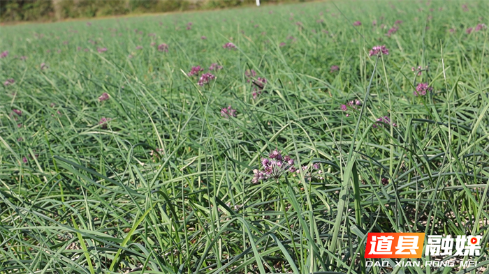 道县:小藠头撑起致富“大产业” 千亩基地“撬动”1800万产值6_副本.png 道县:小藠头撑起致富“大产业” 千亩基地“撬动”1800万产值6_副本.png