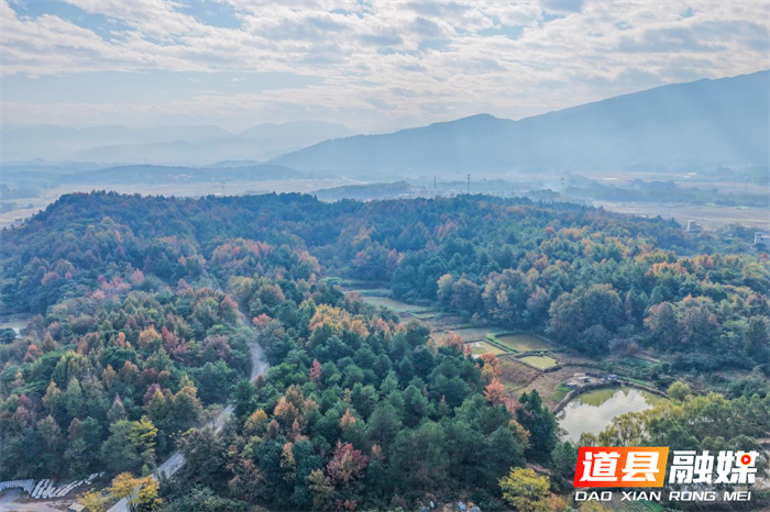 12月1日，在道县蚣坝镇069县道路段，树木色彩斑斓，车行其间，宛如画中穿行。冬日时节，当地公园、道路、乡野间树木色彩斑斓，冬景如画。