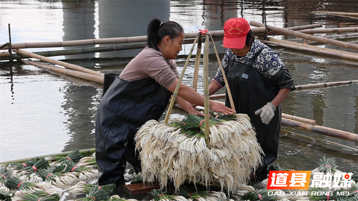 道县:小藠头撑起致富“大产业” 千亩基地“撬动”1800万产值5_副本.png 道县:小藠头撑起致富“大产业” 千亩基地“撬动”1800万产值5_副本.png