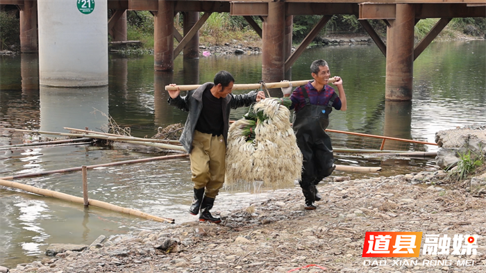 道县:小藠头撑起致富“大产业” 千亩基地“撬动”1800万产值2_副本.png 道县:小藠头撑起致富“大产业” 千亩基地“撬动”1800万产值2_副本.png