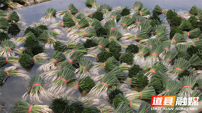 道县:小藠头撑起致富“大产业” 千亩基地“撬动”1800万产值1_副本.png 道县:小藠头撑起致富“大产业” 千亩基地“撬动”1800万产值1_副本.png