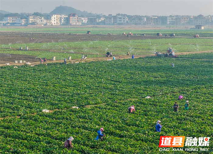 12月19日，道县营江街道芒头寨村蔬菜基地，农民在采摘蔬菜。时下，当地农民忙着采摘蔬菜，全力保障群众“菜篮子”供应充足。近年来，道县充分发挥生态、成本、政策优势和面向粤港澳大湾区的区位优势，大力发展绿色蔬菜生产，蔬菜俏销粤港澳大湾区。