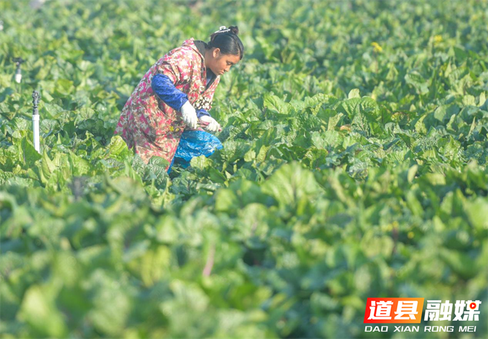 12月19日，道县营江街道芒头寨村蔬菜基地，农民在采摘蔬菜。时下，当地农民忙着采摘蔬菜，全力保障群众“菜篮子”供应充足。近年来，道县充分发挥生态、成本、政策优势和面向粤港澳大湾区的区位优势，大力发展绿色蔬菜生产，蔬菜俏销粤港澳大湾区。