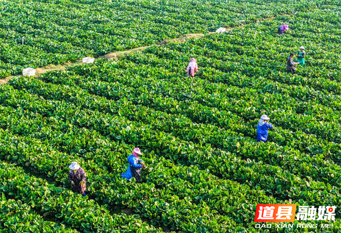 12月19日，道县营江街道芒头寨村蔬菜基地，农民在采摘蔬菜。时下，当地农民忙着采摘蔬菜，全力保障群众“菜篮子”供应充足。近年来，道县充分发挥生态、成本、政策优势和面向粤港澳大湾区的区位优势，大力发展绿色蔬菜生产，蔬菜俏销粤港澳大湾区。