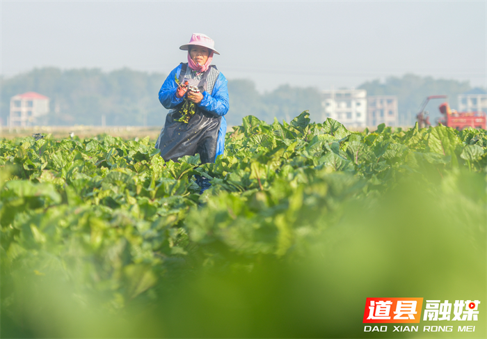 12月19日，道县营江街道芒头寨村蔬菜基地，农民在采摘蔬菜。时下，当地农民忙着采摘蔬菜，全力保障群众“菜篮子”供应充足。近年来，道县充分发挥生态、成本、政策优势和面向粤港澳大湾区的区位优势，大力发展绿色蔬菜生产，蔬菜俏销粤港澳大湾区。