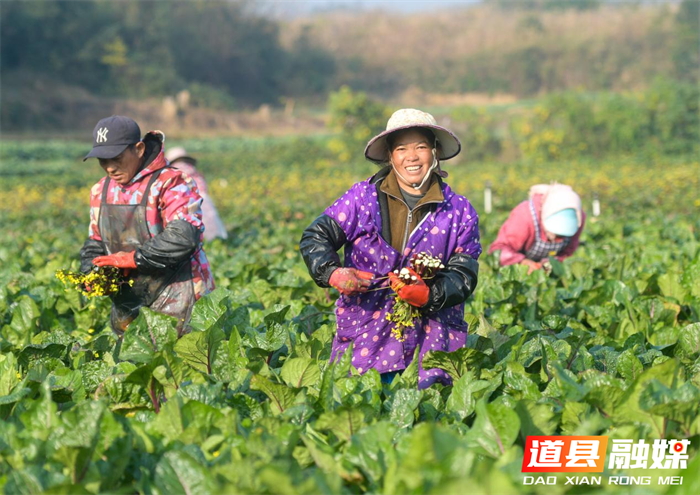 12月19日，道县营江街道芒头寨村蔬菜基地，农民在采摘蔬菜。时下，当地农民忙着采摘蔬菜，全力保障群众“菜篮子”供应充足。近年来，道县充分发挥生态、成本、政策优势和面向粤港澳大湾区的区位优势，大力发展绿色蔬菜生产，蔬菜俏销粤港澳大湾区。