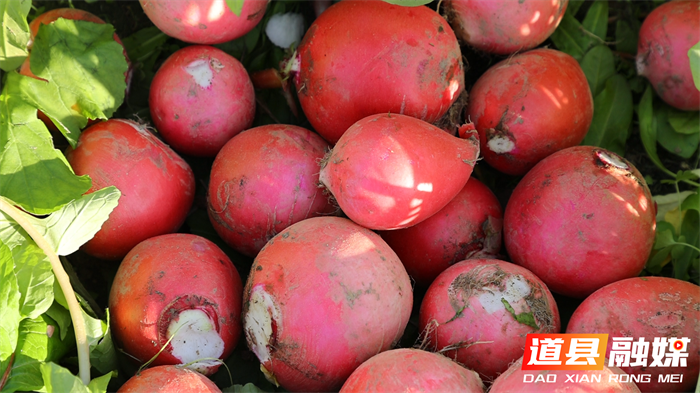 道县：小萝卜串起大产业深加工让土特产变金元宝6_副本.png