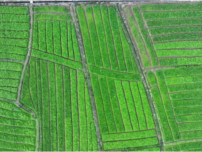 道县：“小萝卜”串起“大产业” 深加工让"土特产"变"金元宝"