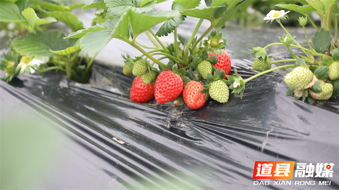 道县:头茬草莓抢“鲜”上市 甜蜜采摘正当时2_副本.png 道县:头茬草莓抢“鲜”上市 甜蜜采摘正当时2_副本.png