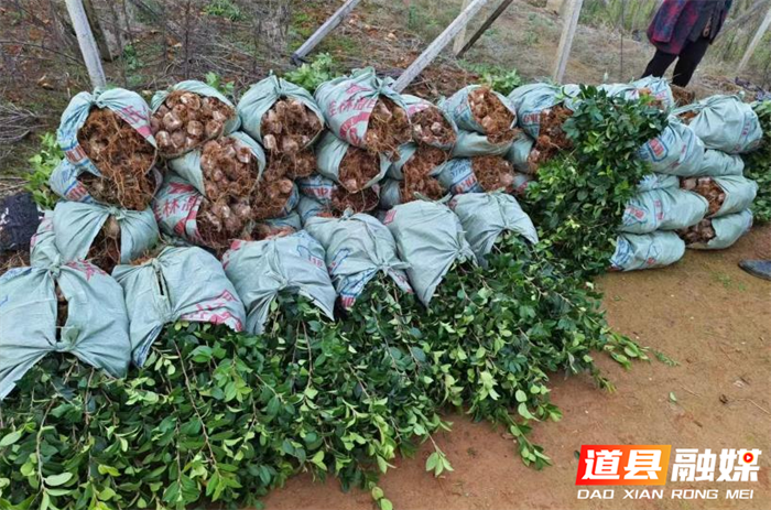 道县多举措推进国土绿化提质增量1_副本.png